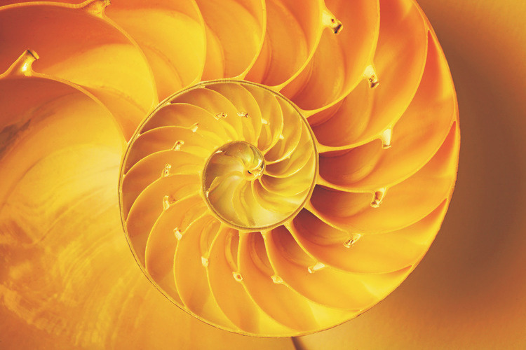 Guided Mindfulness Meditation with the Let's Meditate Initiative at Cornell Botanic Gardens