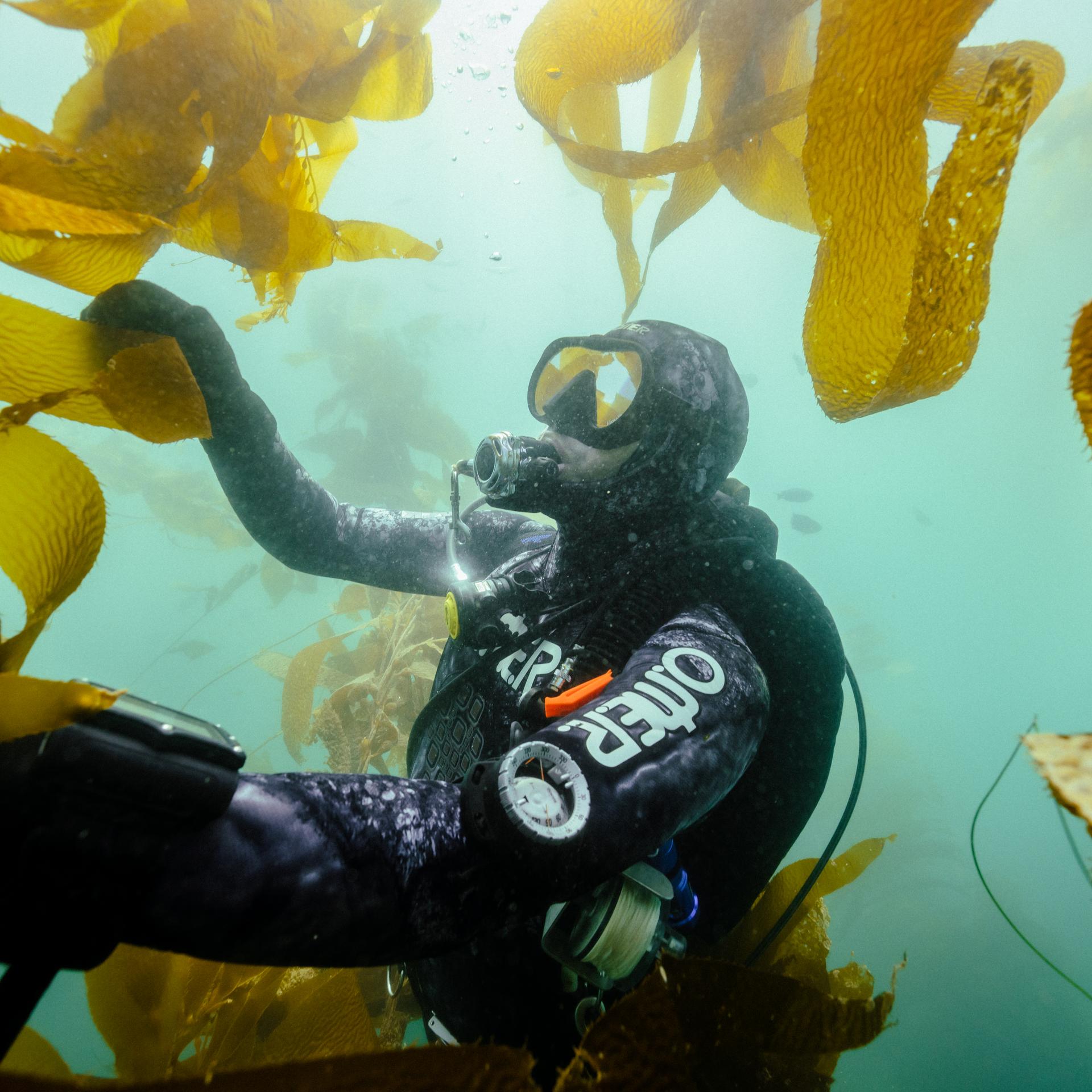 Kelp Night with Seatrees & UCSD Scripps Institution of Oceanography