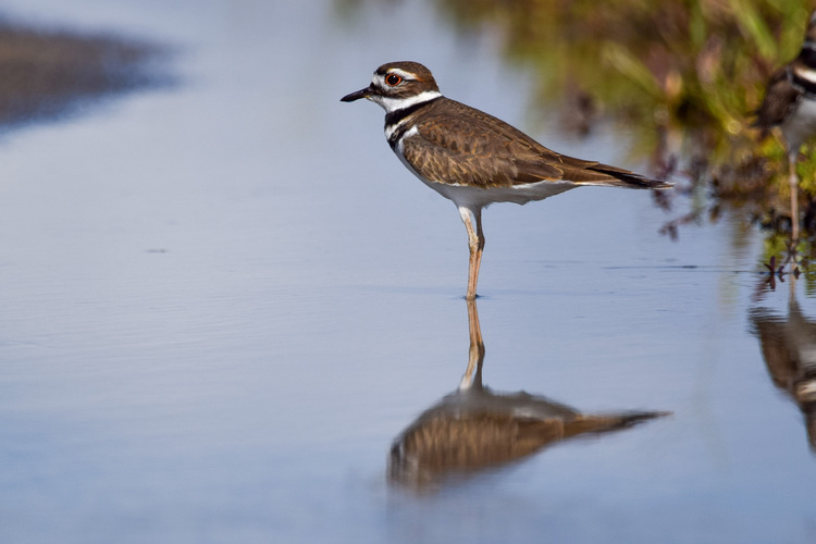 Mindful Birding at Sapsucker Woods
