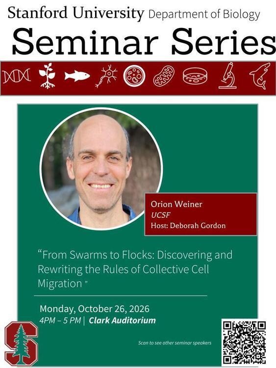 Biology Seminar Series - Orion Weiner "From Swarms to Flocks: Discovering and Rewriting the Rules of Collective Cell Migration"