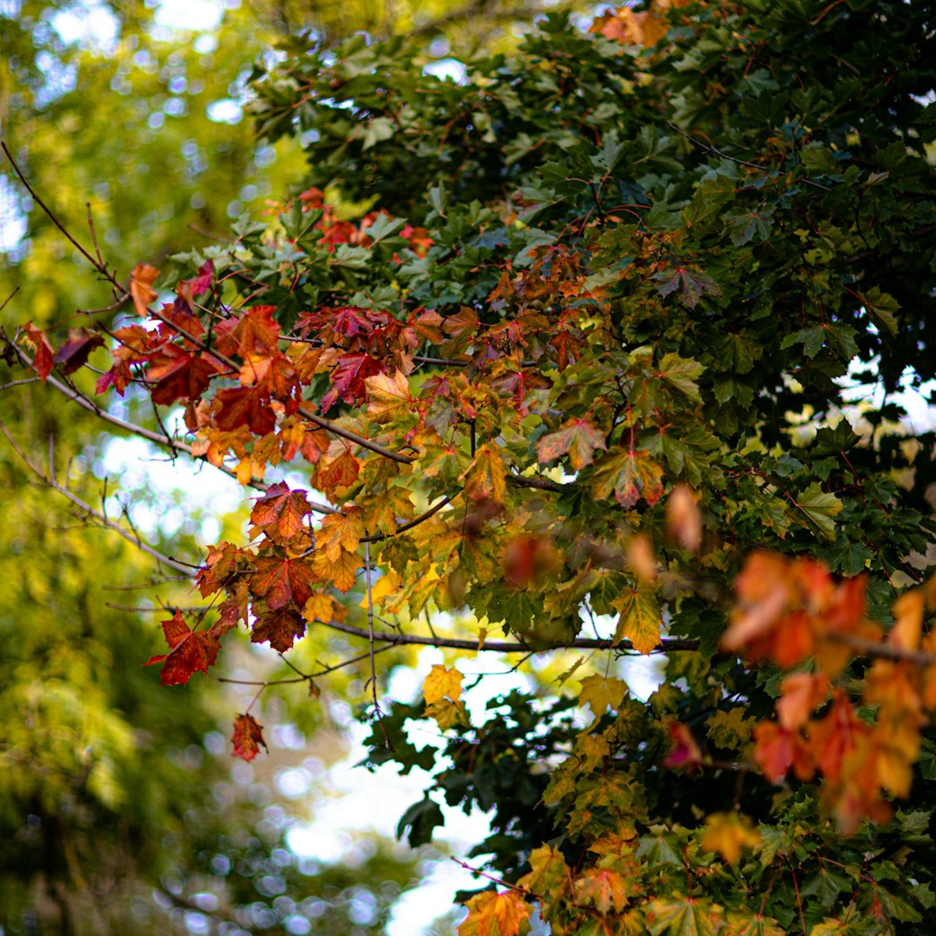 Autumn Ruby Meetup at Teamtailor
