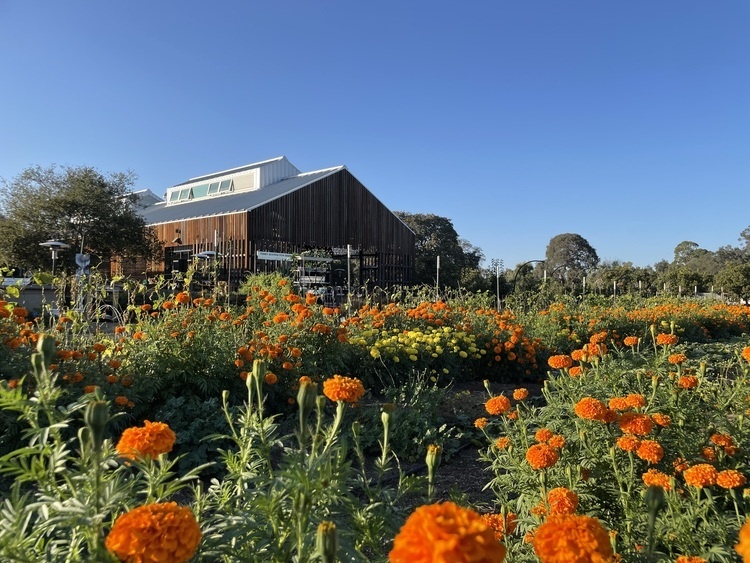 Volunteering at Stanford Educational Farm