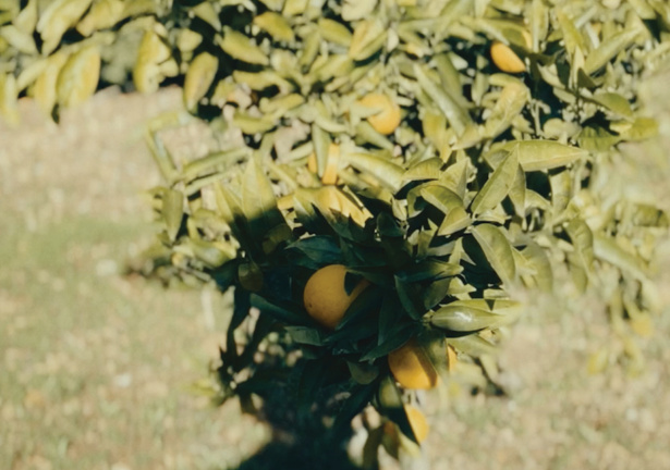 Poetics of Life and Death: Short Films from Syria, Lebanon, and Palestine