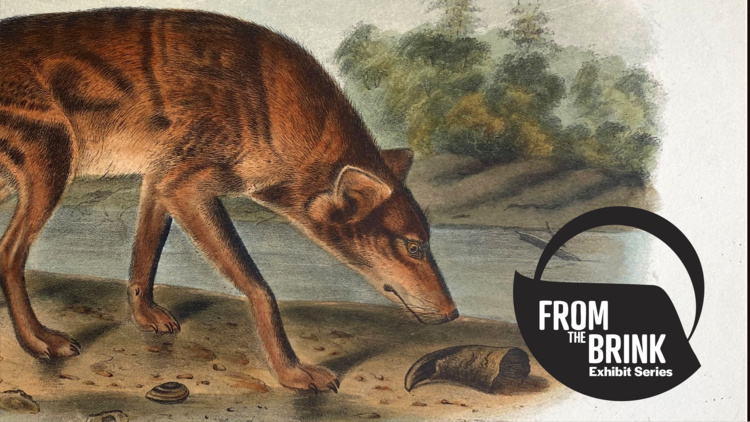 Going to Gone: Earth's Biodiversity Loss and What We Can Do About It