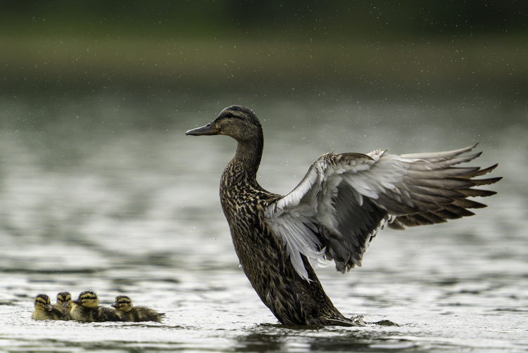 Democracy in the District: Foie Gras and Initiative 86’s Path to Law