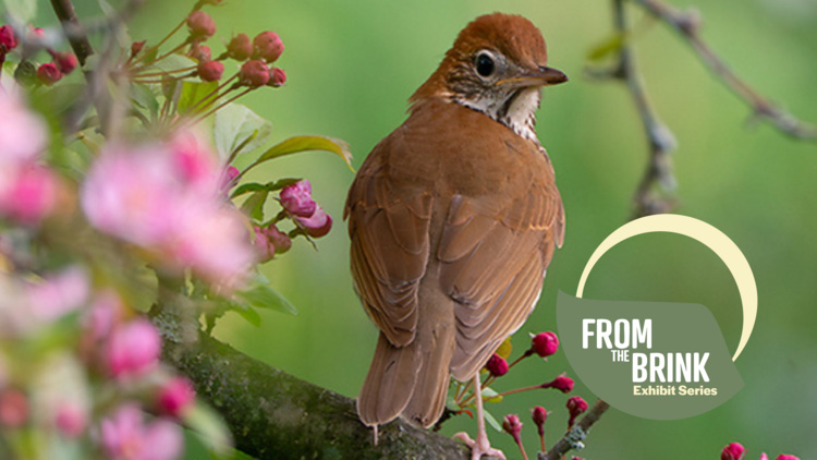 Keeping Common Birds Common: Birds and Habitat at Cornell Botanic Gardens and Beyond