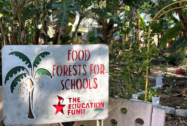 Rooted in Our Schools: Food Forests and the Future of South Florida