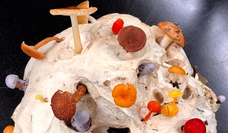 Fall Open House at the Mushroom Museum!