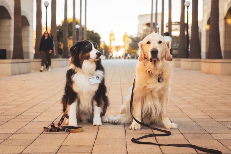 Take a break, pet a dog