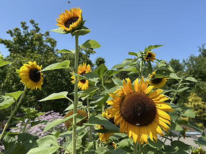 “Cultivating Hope: Plants and Indigenous Knowledge” Plant Exhibition Tour