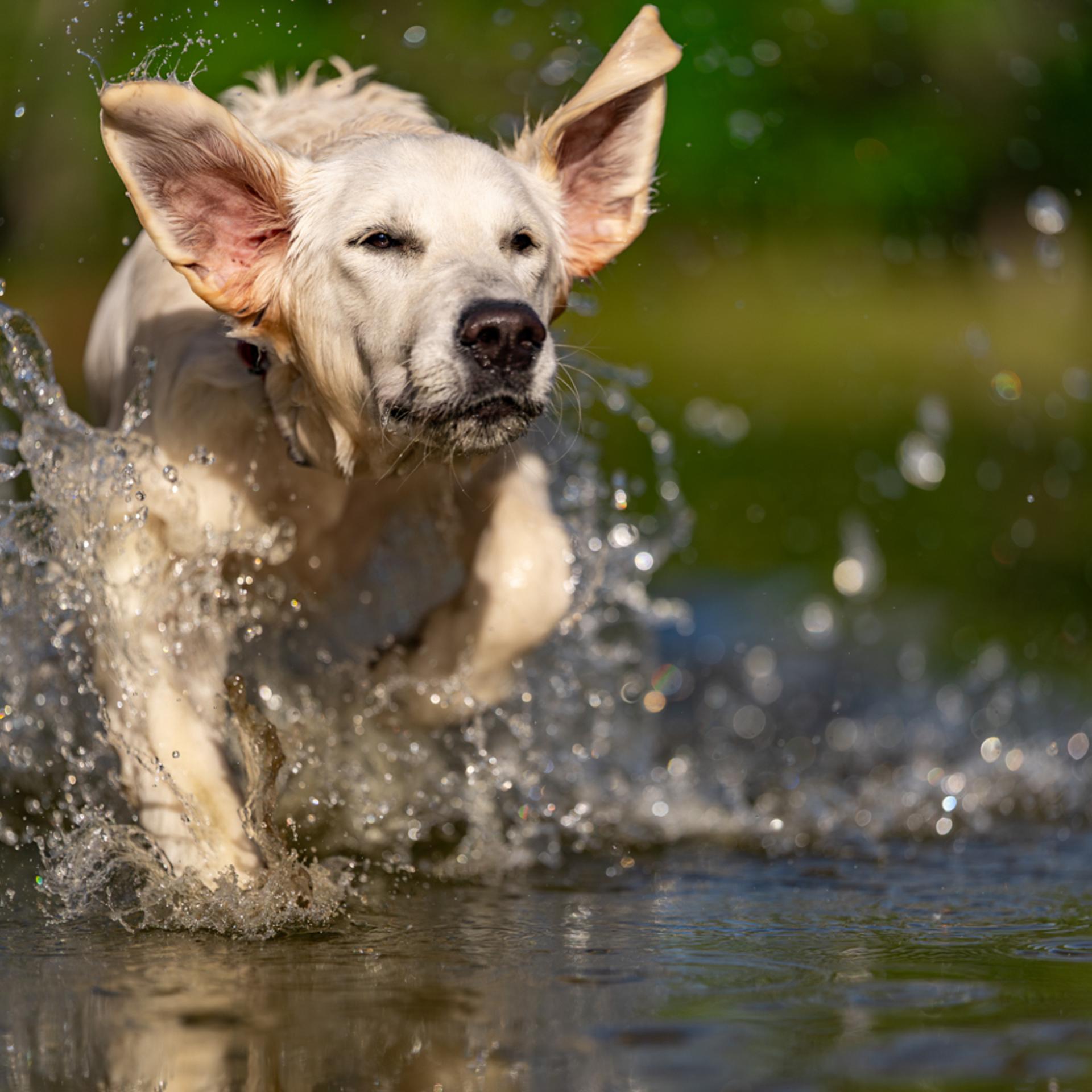 YETI Presents: Good Dog, Great Shot