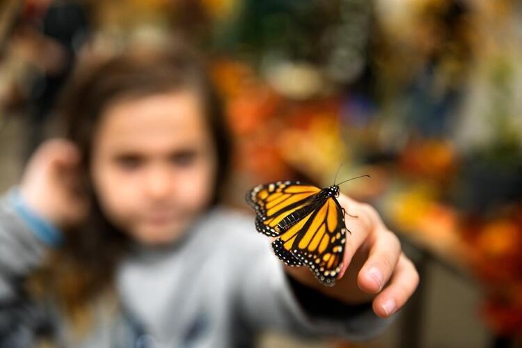 Insectapalooza 2026