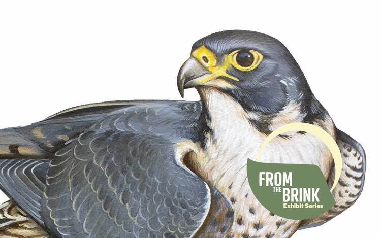 Last Call: Bird Decline and the Threat of Extinction